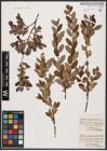 Foto von Salix aurita L. x Salix myrtilloides L.